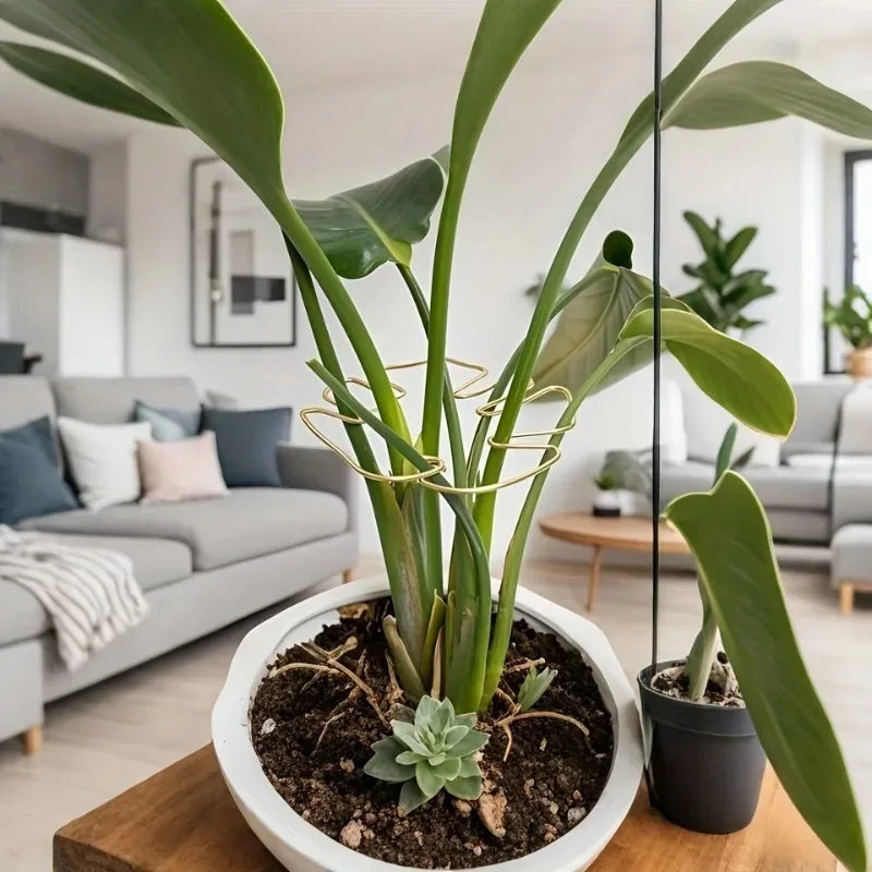 Soporte Metálico para Monstera y Plantas Trepadoras de Interior