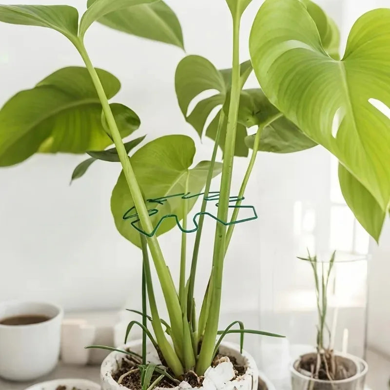 Soporte Metálico para Monstera y Plantas Trepadoras de Interior
