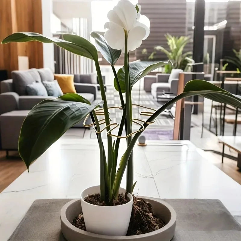 Soporte Metálico para Monstera y Plantas Trepadoras de Interior